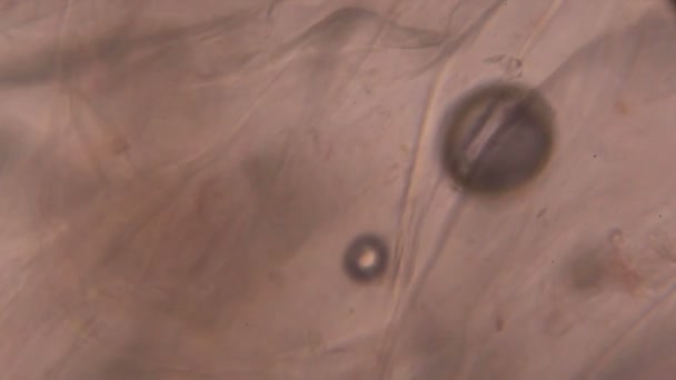 Tomate au microscope — Video