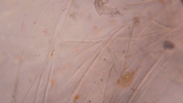 Tomato under the microscope — Stock Video