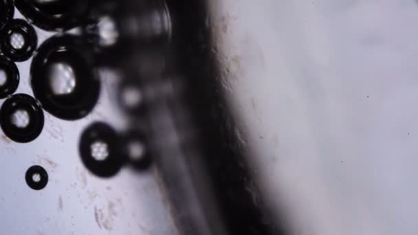 Bulles d'eau au microscope 