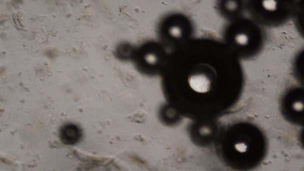 Пузырьки воды под микроскопом — стоковое видео