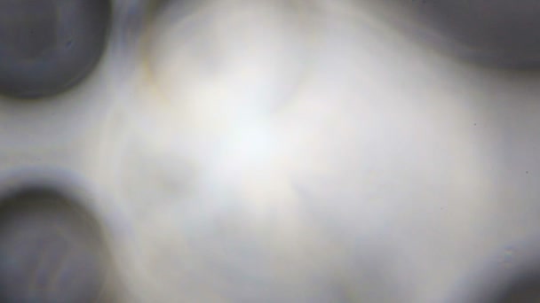 Bulles d'eau au microscope 