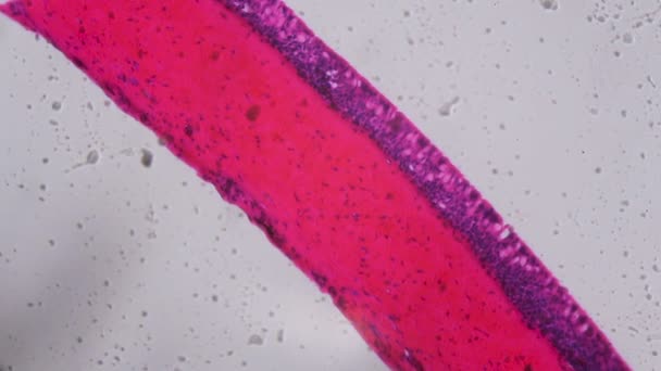 Anodonta Kiemen Flimmerepithel unter dem Mikroskop - abstrakte rosa und lila Farbe auf weißem Hintergrund — Stockvideo