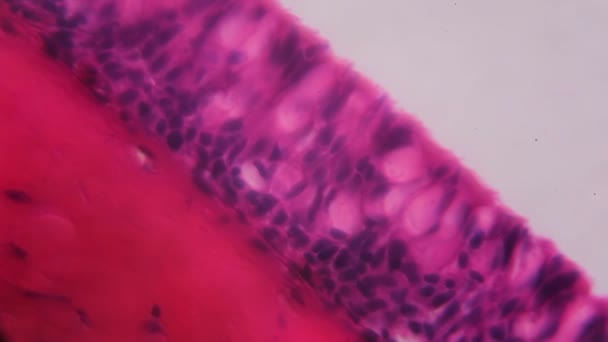 Anodonta βράγχια κροσσωτό επιθήλιο κάτω από το μικροσκόπιο - αφηρημένη ροζ και μοβ χρώμα σε άσπρο φόντο — Αρχείο Βίντεο