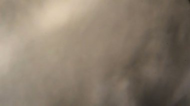 Mikroskop altında salatalık