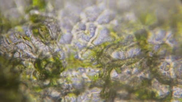 Pepino bajo el microscopio — Vídeos de Stock