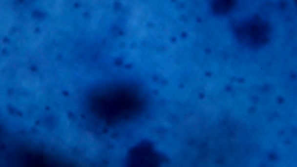 Cellule nerveuse au microscope - Pois bleus abstraits sur fond blanc 