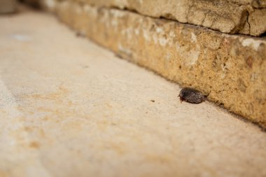 Kadın çöl kum hamamböceği