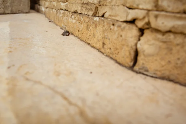 Female desert sand cockroach