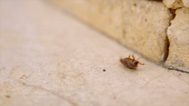 Kadın çöl kum hamamböceği aka Arenivaga africana sırtında - ağır çekim
