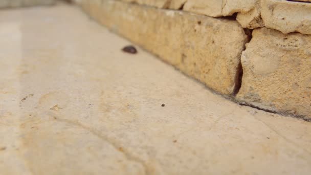 Самка пустынного песка таракан он же Arenivaga Африкана движется быстро по тротуару - замедленная съемка — стоковое видео