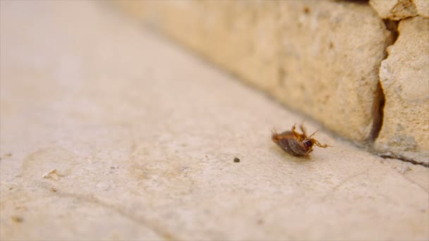 Cucaracha de arena desértica hembra aka Arenivaga africana en su espalda — Vídeos de Stock