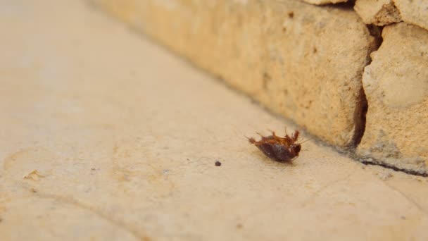 Cucaracha de arena desértica hembra aka Arenivaga africana en su espalda — Vídeo de stock