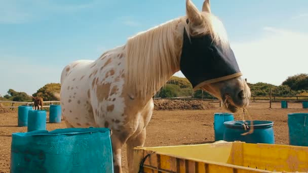 Cavalo branco com um saco de serapilheira que cobre os olhos come feno no rancho . — Vídeo de Stock