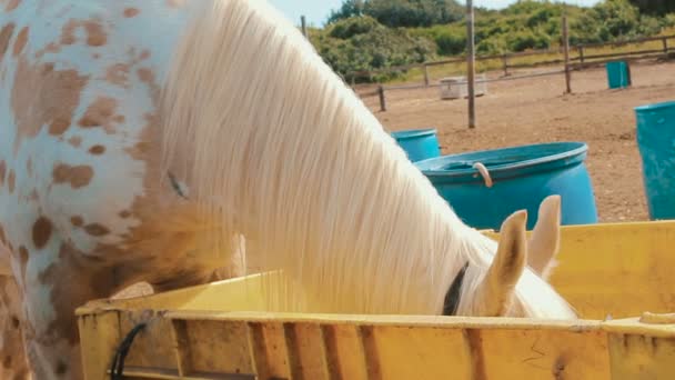 White horse met een jute zak dat die betrekking hebben op zijn ogen hooi op de ranch eten. — Stockvideo