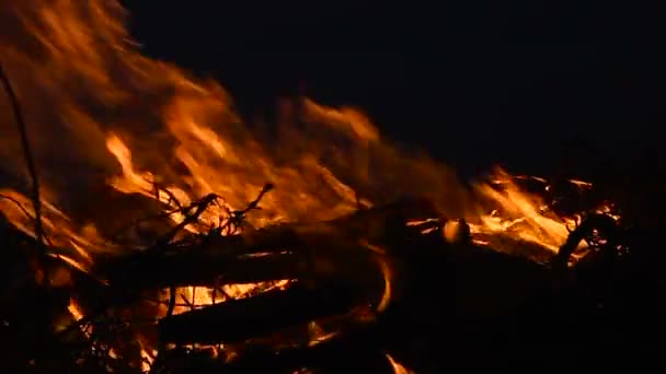 Kampvuur met branden log hout en twijgen 's nachts - Slow motion — Stockvideo