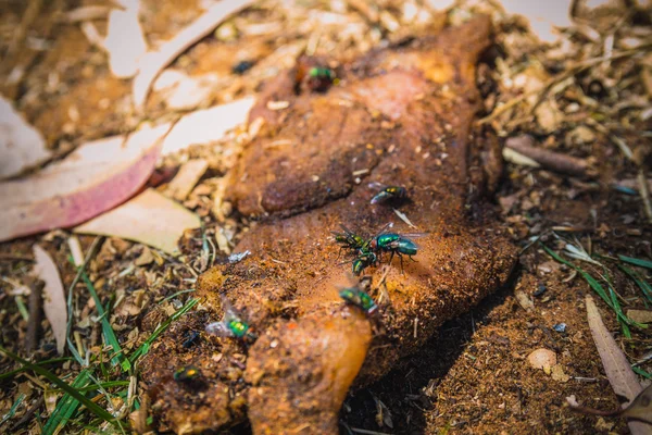 Groen vliegt op een vies stuk rauw vlees dat op de grond ligt — Stockfoto