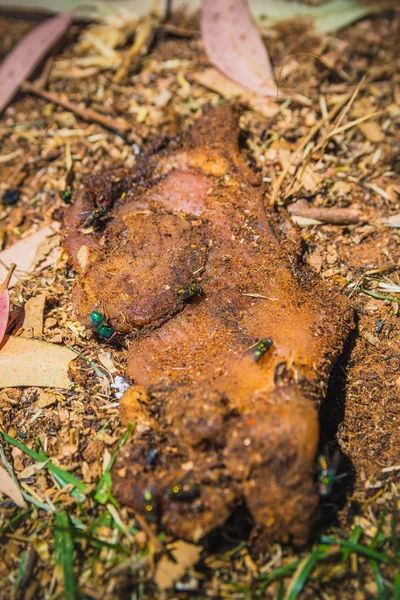 Groen vliegt op een vies stuk rauw vlees dat op de grond ligt — Stockfoto