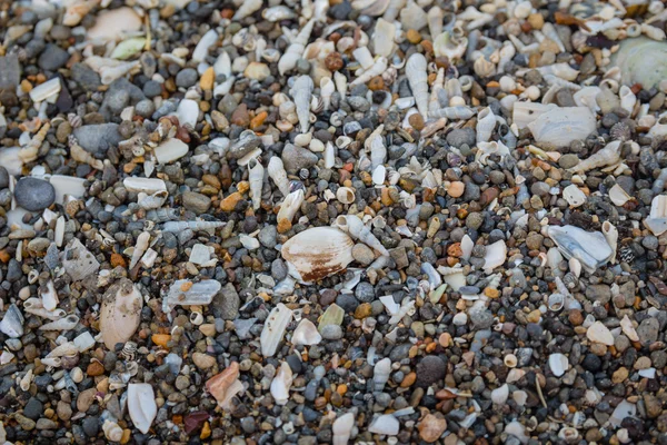 Крихітна і велика морська оболонка і текстура каменів фону — стокове фото