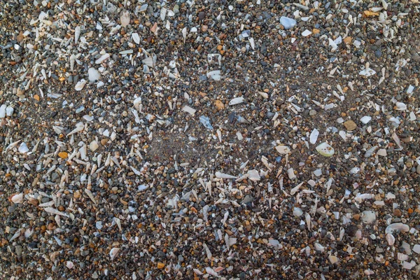 Крихітна і велика морська оболонка і текстура каменів фону — стокове фото