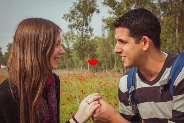 Man die een vrouw één rode anemoon bloem in anemonen veld geeft — Stockfoto