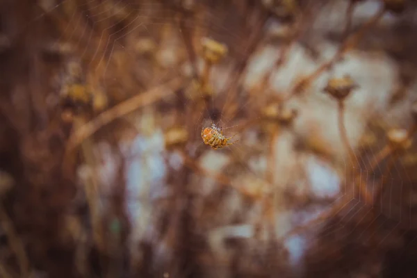 Dekat pada laba-laba oranye duduk di tengah jaring laba-laba — Stok Foto