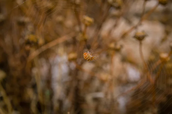 Fechar na aranha laranja sentada no meio da teia de aranha — Fotografia de Stock