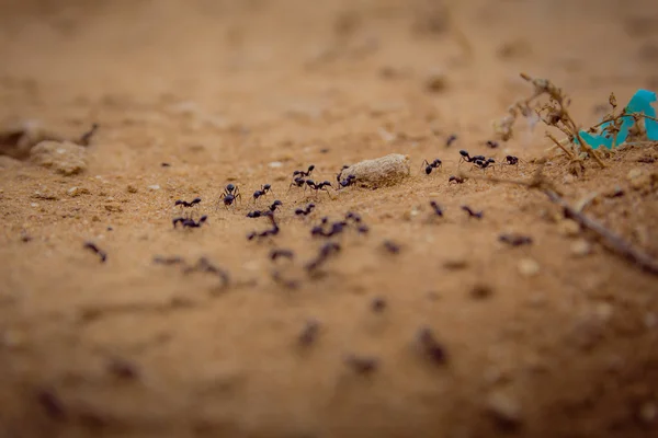 Toprak üzerinde yürüyen bir grup siyah karıncayı yakından çek. — Stok fotoğraf