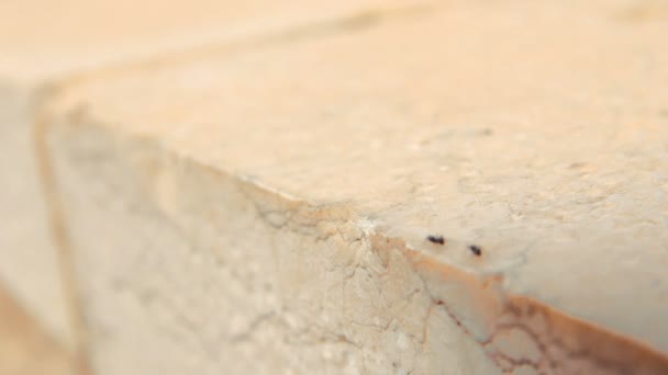 Nahaufnahme einer Gruppe schwarzer Ameisen, die an einem sonnigen Frühlingstag in Israel auf einer Steinmauer spazieren gehen — Stockvideo
