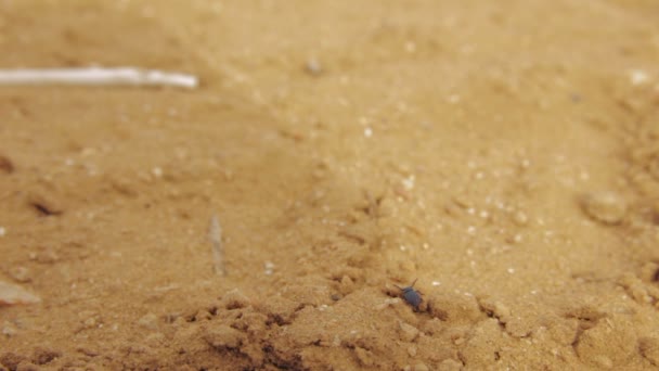 Coléoptère du désert debout sur un tas de sable sec et déplace lentement ses antennes. Puis il commence à marcher à travers le sable sec — Video