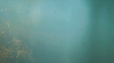 Sualtı sahne akışı swirls ve yüzey üzerinde hareket eden bitkiler