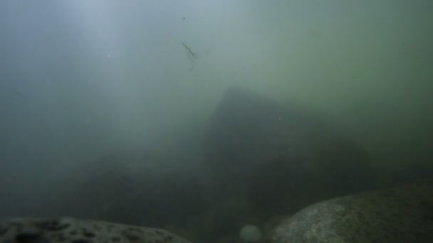 Fluxo fluvial subaquático com partículas e rochas na superfície — Vídeo de Stock