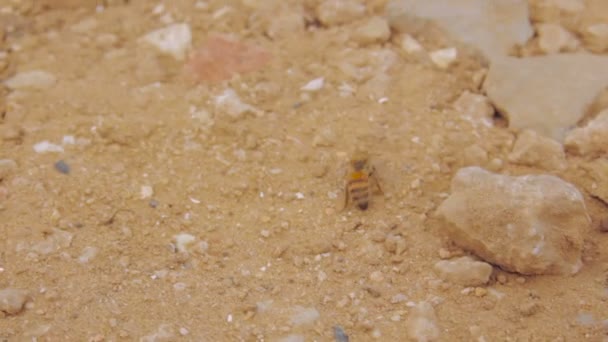 Wounded bee walking away across dry sand — Stock Video
