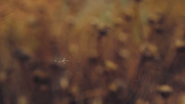 Fechar em teia de aranha em prados acenando no vento — Vídeo de Stock