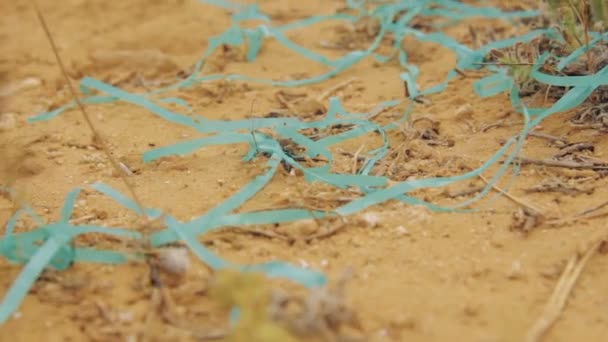 Close-upfoto van een groep zwarte mieren die op aarde lopen — Stockvideo