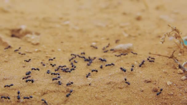 Nahaufnahme einer Gruppe schwarzer Ameisen, die auf Schmutz laufen — Stockvideo