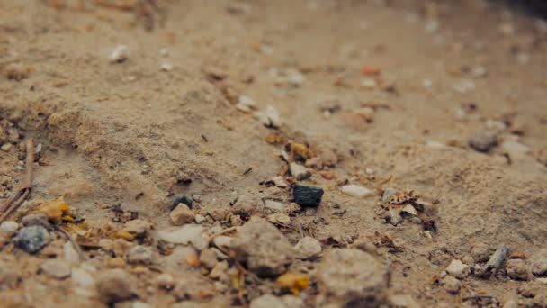 土の上を歩いている黒いアリのグループの閉鎖ショット — ストック動画