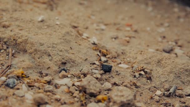 Closeup shot of a group of black ants walking on dirt — Stock Video