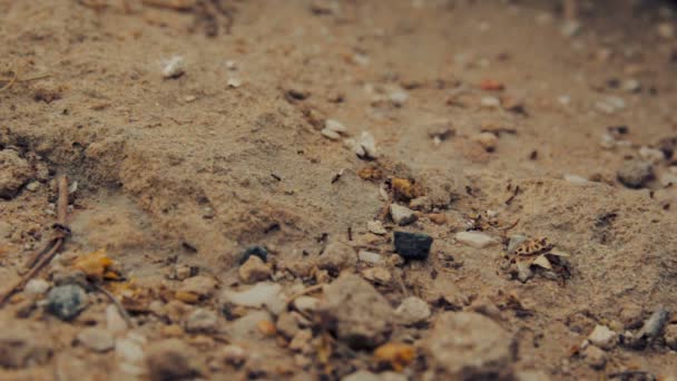 Primer plano de un grupo de hormigas negras caminando sobre tierra — Vídeo de stock