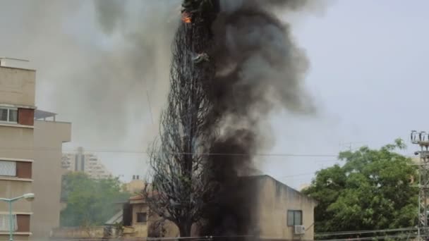 단락 회로 인해 집의 뒤뜰에서 불꽃 타오르는에 사이프러스 나무 굽기 — 비디오