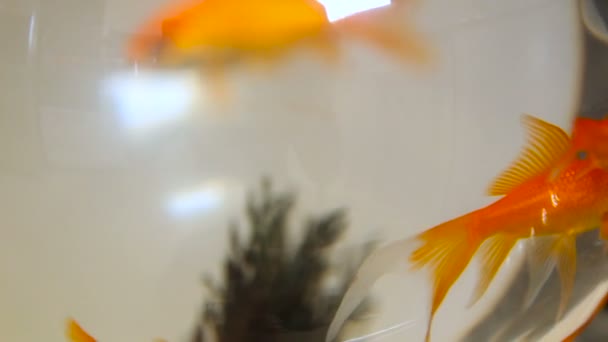 Golden Fish zwemmen in een glazen Fish Bowl — Stockvideo