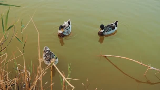 Tres patos nadando en un estanque — Vídeo de stock