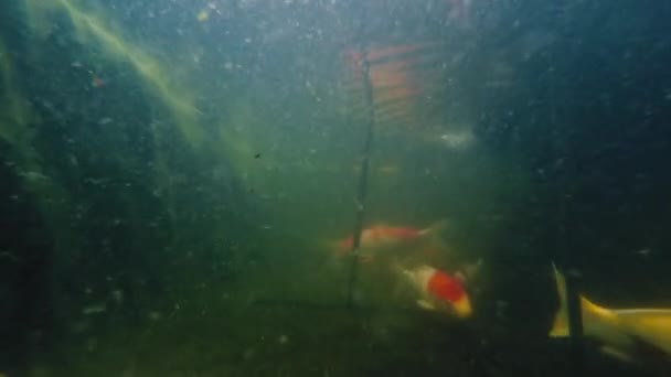 Onderwater schot van vele Koi vissen zwemmen in de vijver — Stockvideo