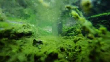 Sualtı stream akışı kayalar üzerinde deniz yosunu ile