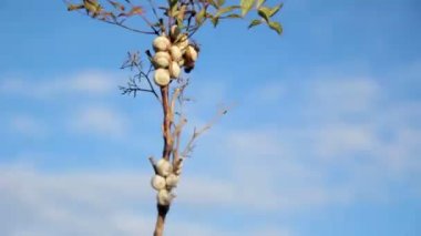 Rüzgarda sallanan dal salyangoz kabukları. Uzak ihtimal.