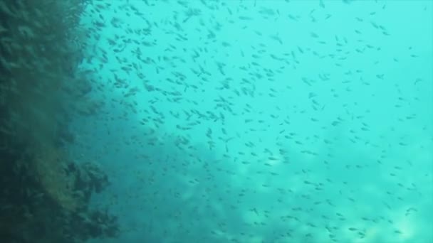 Подводный кадр группы рыб, движущихся в строю в глубоком море — стоковое видео