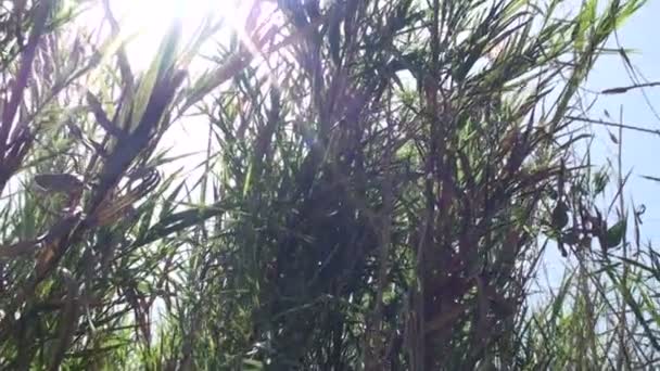 Sonne lugt zwischen Vegetation hervor — Stockvideo