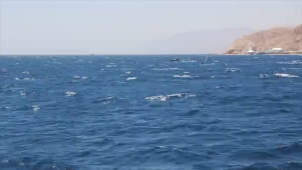 O Golfo de Eilat — Vídeo de Stock
