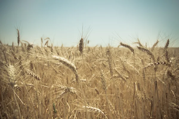 Close up of a golden wheat field — Stock Photo, Image