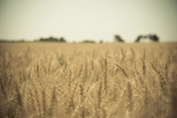 Fechar de um campo de trigo dourado — Fotografia de Stock