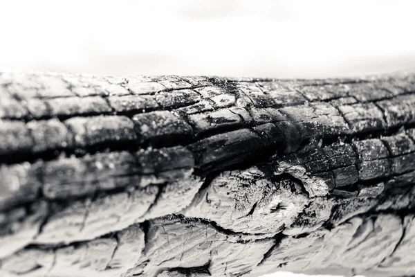 Log queimado - Extremo close-up tiro - B & W — Fotografia de Stock